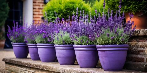 Foto op Canvas Lavender flowers in the purple pots, Lavender flowers in the garden, generative Ai © Mustafa