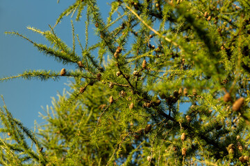 Spruce branches with green needles in sunny weather