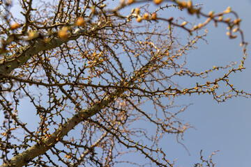 larch tree in sunny weather in early spring