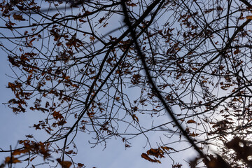 Branches of oak trees in the park in spring sunny weather