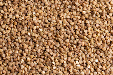 A large amount of roasted buckwheat harvest