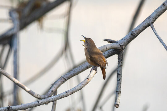 Tropical bird known as the "wren or wren" (Troglodytes aedeon), isolated in selective focus. Corru&iacute;ra bird.