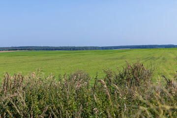 field with grass for harvesting fodder for cows
