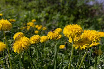 Naklejka premium yellow spring dandelions blooming in the field