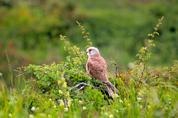 Faucon crécerelle dans les prairie Anglaise