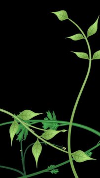 Growing plants with luma matte. Vertical video. Flowers and vines animation on black background with copy space.