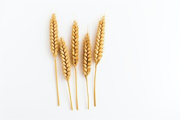 Isolated wheat ears on a white background, showcasing whole grains for illustrative purposes. Generative AI
