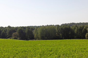 Fototapeta premium field with grass for harvesting fodder for cows