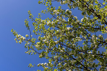 green foliage on a pear tree in spring bloom