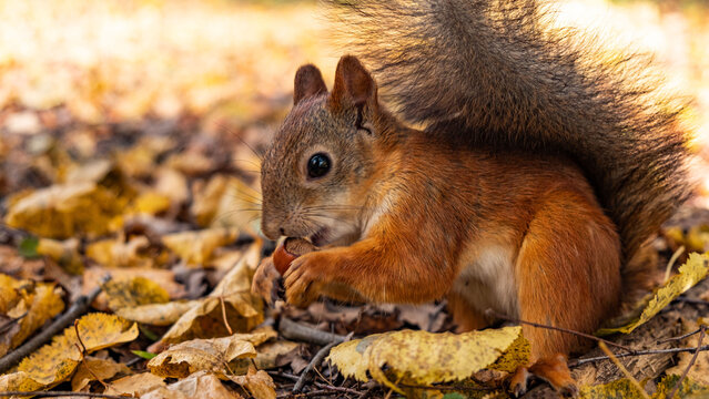 Red squirrel holding a hazelnut in its paws, close-up portrait