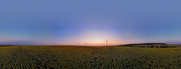 Blooming sunflower field and wind turbines in summer. 