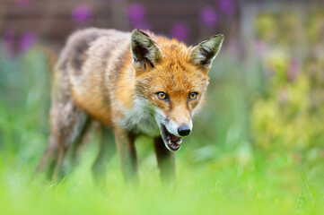 Fototapeta premium Red fox standing on green grass in summer