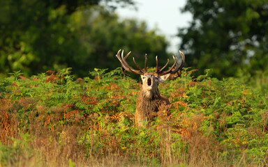 Red deer stag calling during the rut in autumn