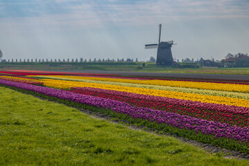 Field of tulips with Ondermolen windmill near Alkmaar, The Netherlands