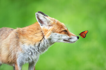 Red fox in a meadow with a butterfly sitting on a nose