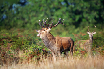 Red deer stag calling during the rut in autumn
