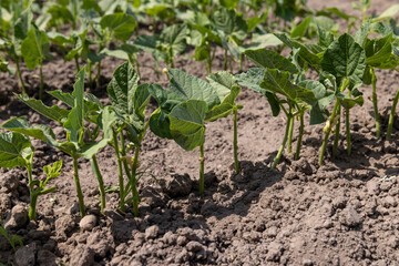 young small bean plants in the field, growing beans