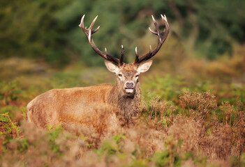 Portrait of a red deer stag in autumn, UK.