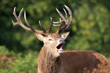 Close-up of a Red deer stag calling during the rut in autumn