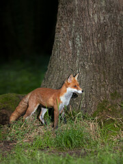 Red fox standing by a tree in late evening