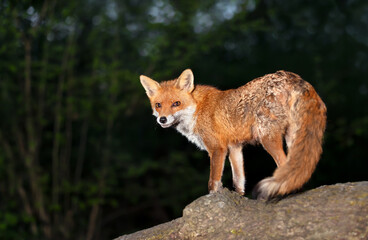 Naklejka na ściany i meble Red fox standing on a fallen tree in a forest