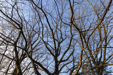 Bare trees in early spring in sunny clear weather