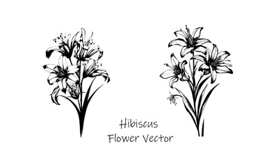 Hibiscus Flowers Vector