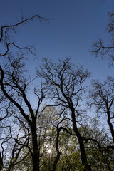 deciduous trees in a mixed forest in the spring season