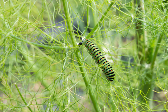 Chenille du papillon machaon sur branche de fenouil