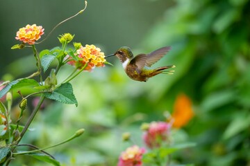 a hummingbird is perched on a flower stem and is near many flowers