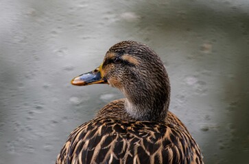 A closeup of a duck in the rain.