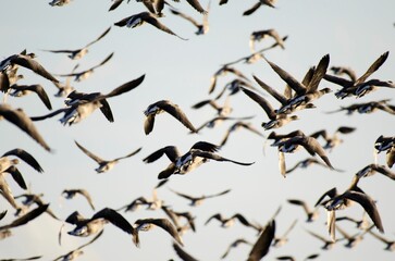 Flock of Brent geese in flight