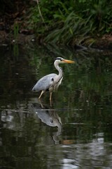 Grey heron standing in a lake