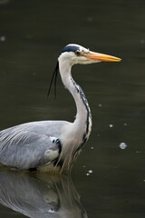 A grey heron in a lake.