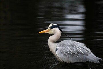 Grey Heron in a lake.