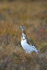Willow Ptarmigan, birds in the tundra in Yukon 