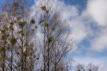 Tall birch trees in early spring without foliage
