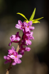 Obraz premium Spring flower in Triglavski national park, Slovenia