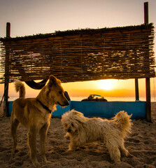 Two dogs enjoy the beach at sunset.