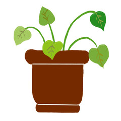 plant in pot