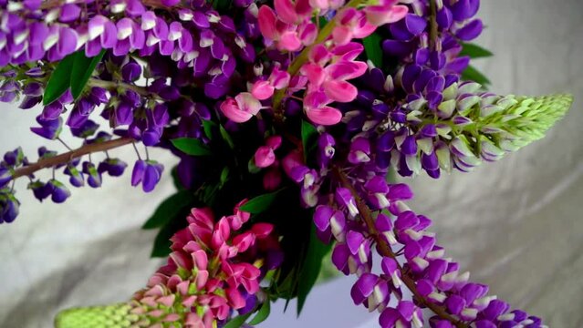A bouquet of lupines. Multicolored summer flowers pink and purple on grey background. Lupine flower buds. Summer floral background.