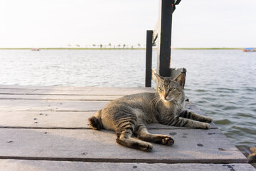 A cat is leisurely relaxing on a wooden bridge by the beach, waiting for the sunset. - Powered by Adobe
