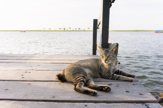 A cat is leisurely relaxing on a wooden bridge by the beach, waiting for the sunset.