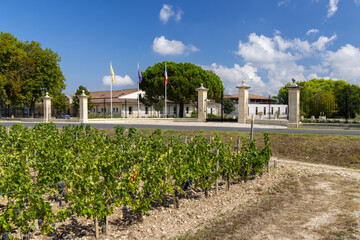 Typical vineyards near Chateau Dauzac, Margaux, Medoc, Bordeaux, Aquitaine, France