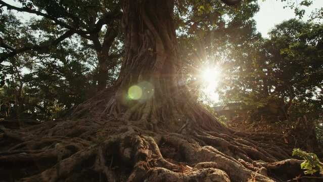 Powerful long roots around a large tree at dawn illuminated by the morning sun breaking through the branches. Mystical mysterious landscape with a dense tree. Concept of old mystical tree