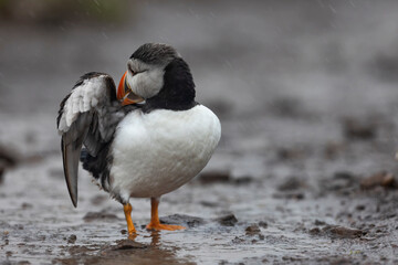 Colourful puffin bird standing on wet muddy track preening itself
