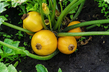 Yellow round zucchini in garden