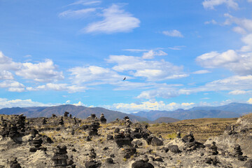 Bird in Tatacoa Desert in Colombia, beautiful adventure