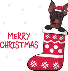 Funny English toy terrier in a Christmas stocking. Funny holiday greeting card with a cute dog head with paws. New year postcard. Winter gift, pet in socks, cute X-mas design with a favorite pet.