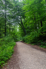 Fototapeta na wymiar Road inside forest in Bakony, Hungary